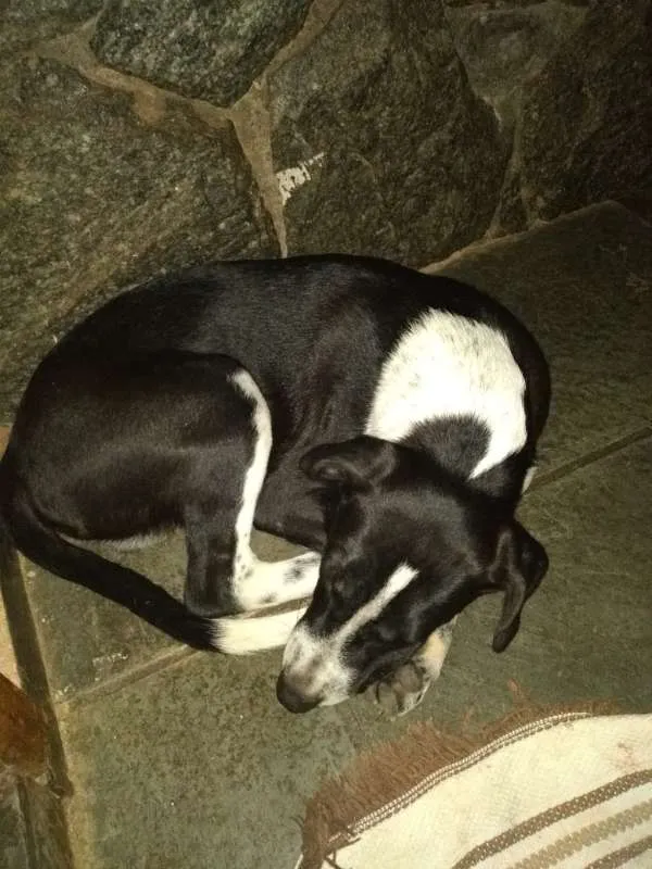 Cachorro raça Indefinida idade 1 ano nome Marujo