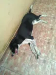 Marujo