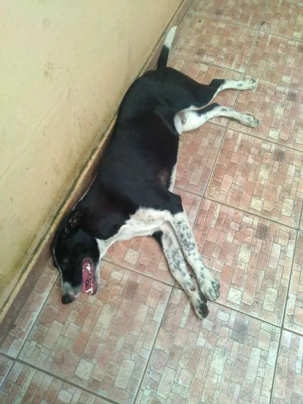 Cachorro raça Indefinida idade 1 ano nome Marujo