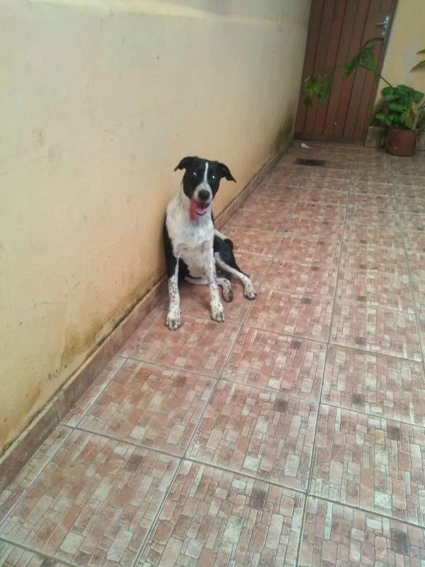 Cachorro raça Indefinida idade 1 ano nome Marujo