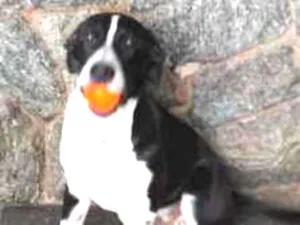Cachorro raça Indefinida idade 1 ano nome Marujo