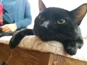 Gato raça Vira-lata idade 7 a 11 meses nome Sirius