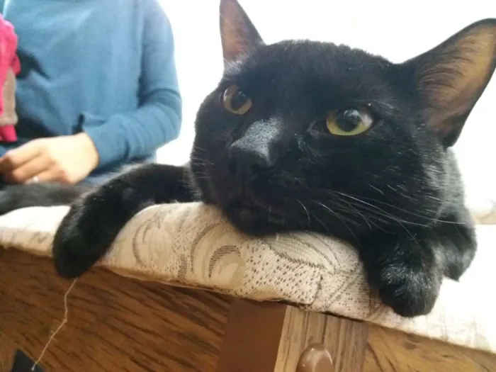 Gato ra a Vira-lata idade 7 a 11 meses nome Sirius