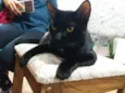 Sirius