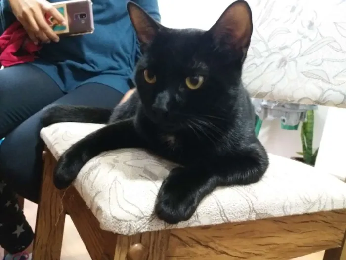 Gato ra a Vira-lata idade 7 a 11 meses nome Sirius