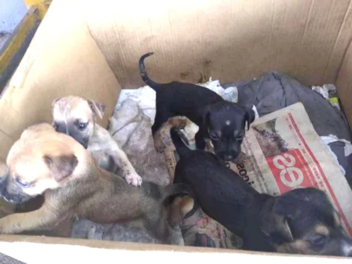 Cachorro raça não definida idade Abaixo de 2 meses nome Sem nome