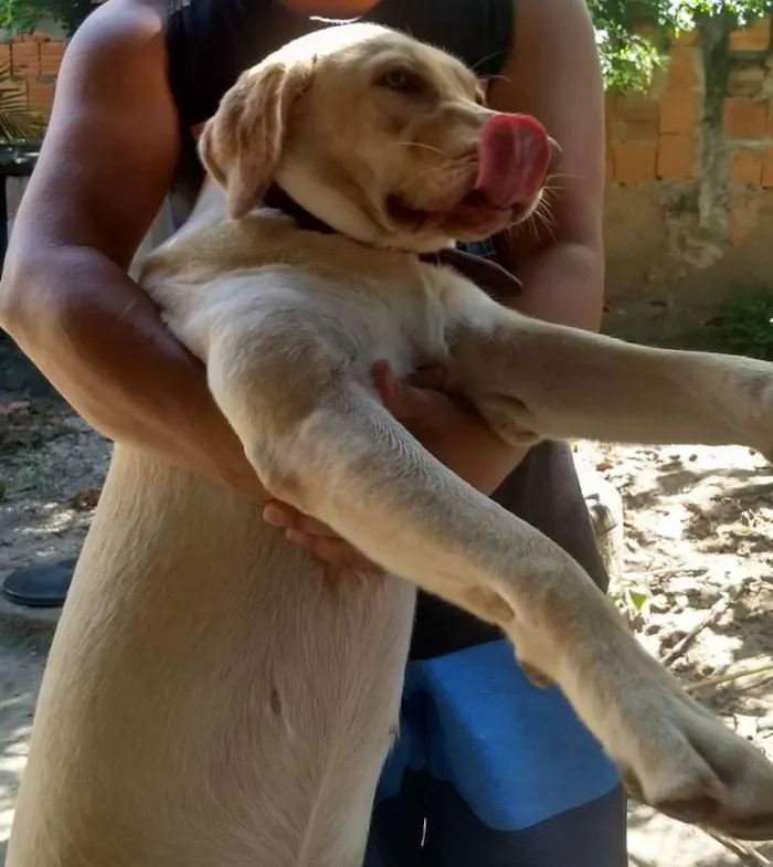 Cachorro ra a Labrador idade 1 ano nome Dara