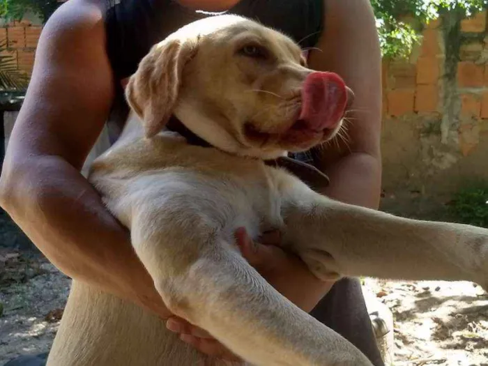 Cachorro ra a Labrador idade 1 ano nome Dara