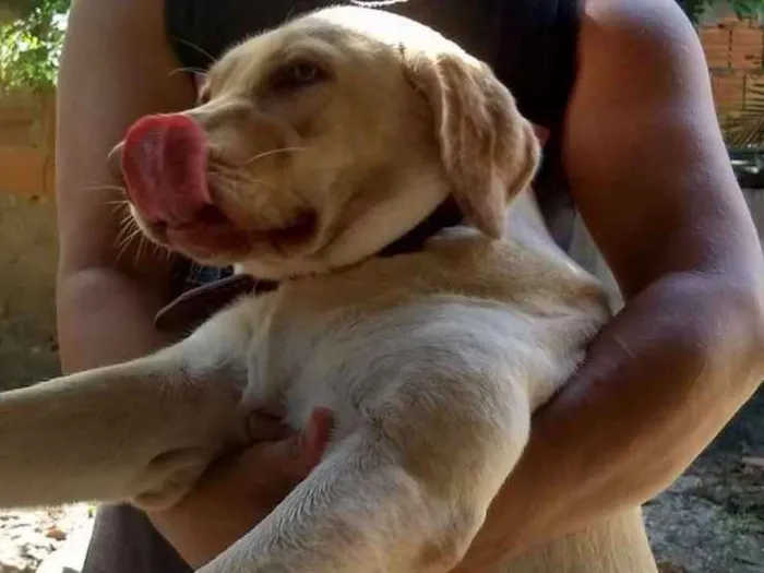 Cachorro ra a Labrador idade 1 ano nome Dara