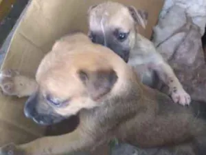 Cachorro raça não definida idade Abaixo de 2 meses nome Sem nome