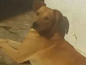 Cachorro raça Labrador com vira - lata idade 2 anos nome Mashow
