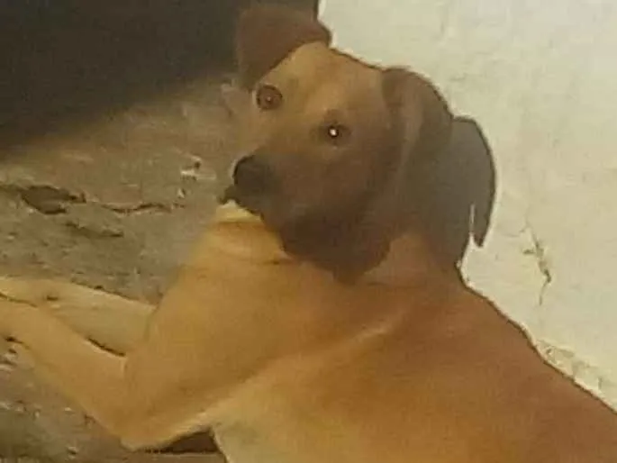 Cachorro ra a Labrador com vira - lata idade 2 anos nome Mashow