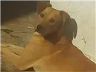 Cachorro raça Labrador com vira - lata idade 2 anos nome Mashow