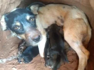 Cachorro raça  idade  nome Mocinha