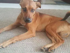 Cachorro raça Vira lata idade 7 a 11 meses nome Max