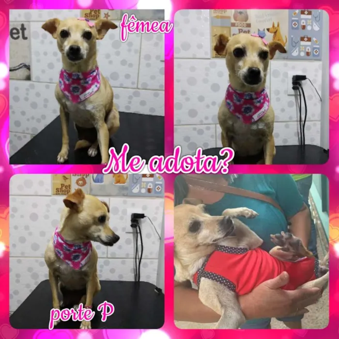 Cachorro ra a Srd idade 2 anos nome Faisca
