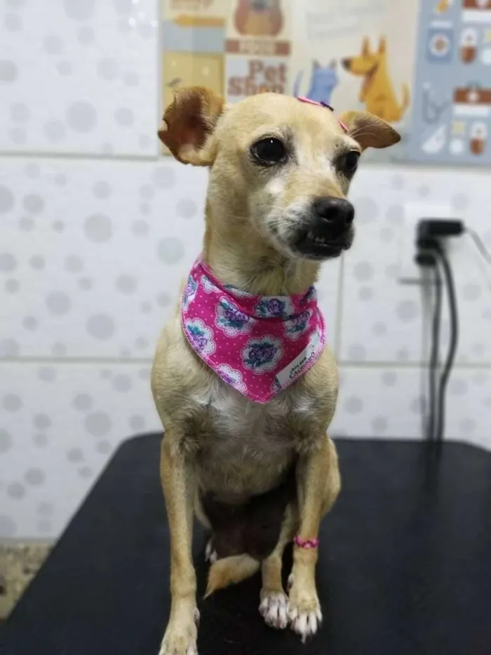 Cachorro ra a Srd idade 2 anos nome Faisca