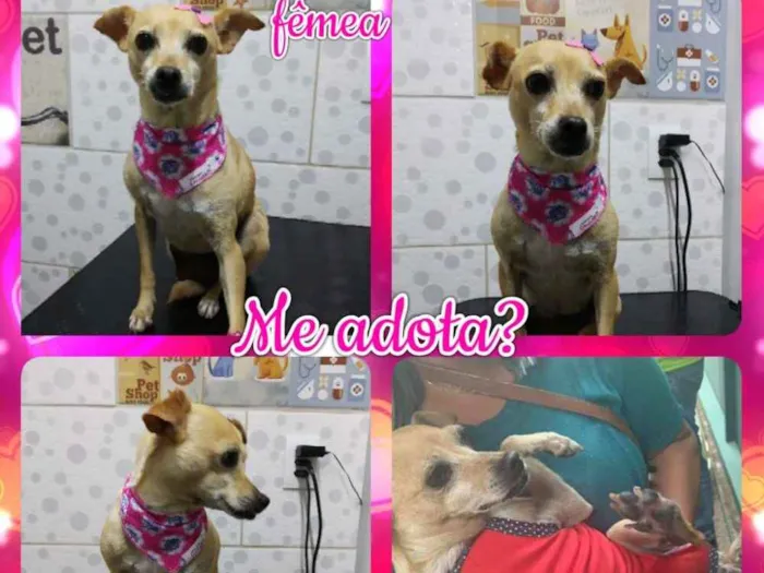 Cachorro ra a Srd idade 2 anos nome Faisca