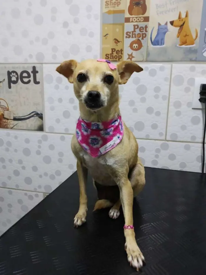 Cachorro ra a Srd idade 2 anos nome Faisca