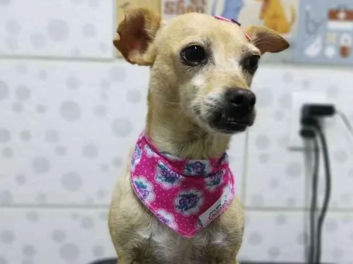 Cachorro ra a Srd idade 2 anos nome Faisca