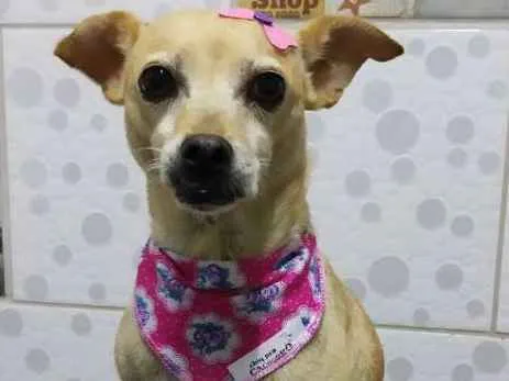 Cachorro ra a Srd idade 2 anos nome Faisca