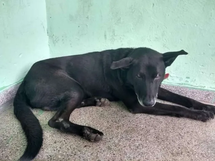 Cachorro ra a Srd idade 6 ou mais anos nome Negão