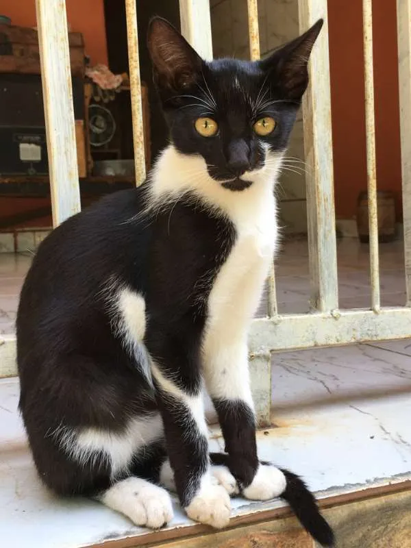 Gato ra a Sem raça definida idade 2 a 6 meses nome Sem nome