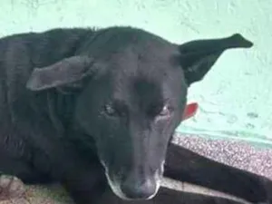 Cachorro raça Srd idade 6 ou mais anos nome Negão