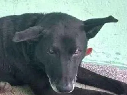 Cachorro ra a Srd idade 6 ou mais anos nome Negão