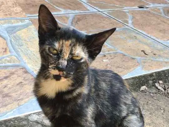 Gato ra a Sem raça definida idade 2 a 6 meses nome Sem nome