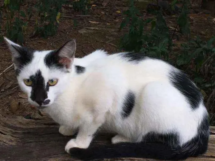Gato ra a Sem raça definida idade 2 a 6 meses nome Sem nome