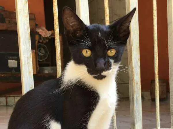 Gato ra a Sem raça definida idade 2 a 6 meses nome Sem nome