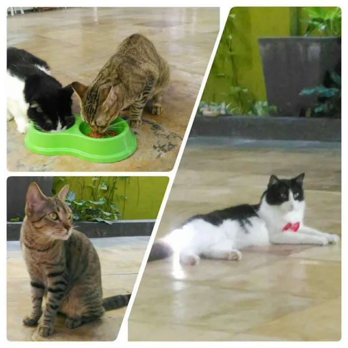 Gato ra a sem raça idade 2 anos nome Mel e Limão