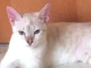 Gato raça SRD idade 7 a 11 meses nome Briski