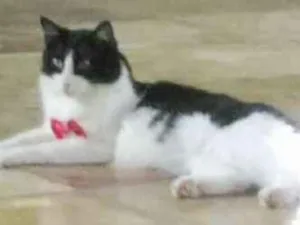 Gato raça sem raça idade 2 anos nome Mel e Limão