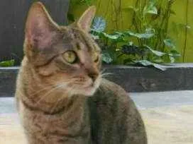 Gato ra a sem raça idade 2 anos nome Mel e Limão