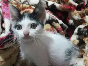 Gato raça Sem raça  idade 2 a 6 meses nome Sem nome