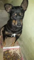 Negão