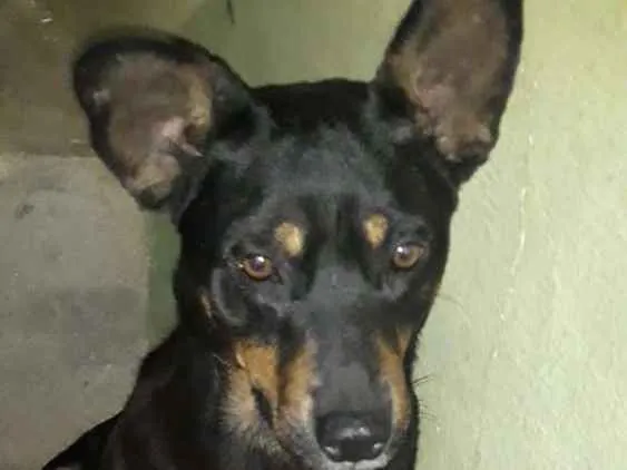 Cachorro ra a Indefinida idade 4 anos nome Negão 