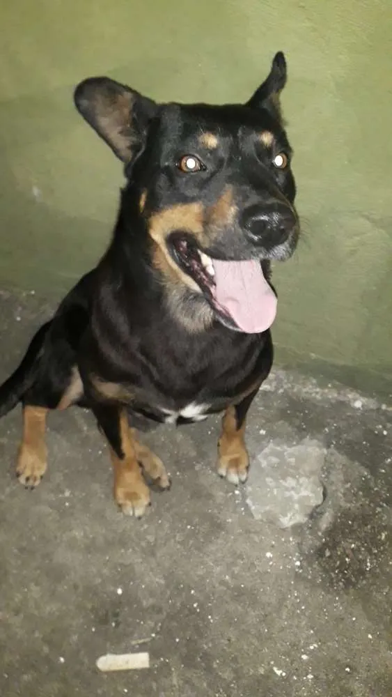 Cachorro ra a Indefinida idade 4 anos nome Negão 