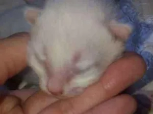 Gato raça  idade 7 a 11 meses nome Sem nome