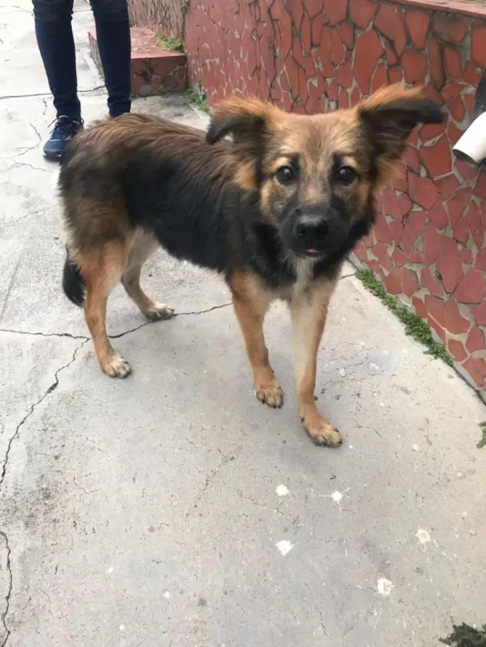 Cachorro ra a Não definida idade 7 a 11 meses nome Menina
