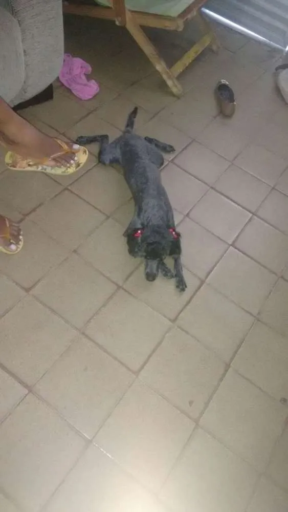 Cachorro raça Misturada idade 4 anos nome Lili