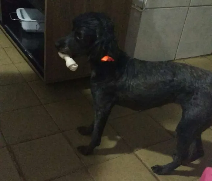 Cachorro raça Misturada idade 4 anos nome Lili