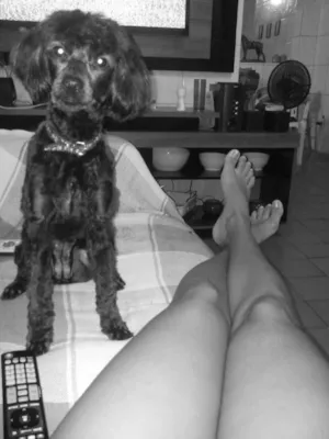 Cachorro raça Misturada idade 4 anos nome Lili