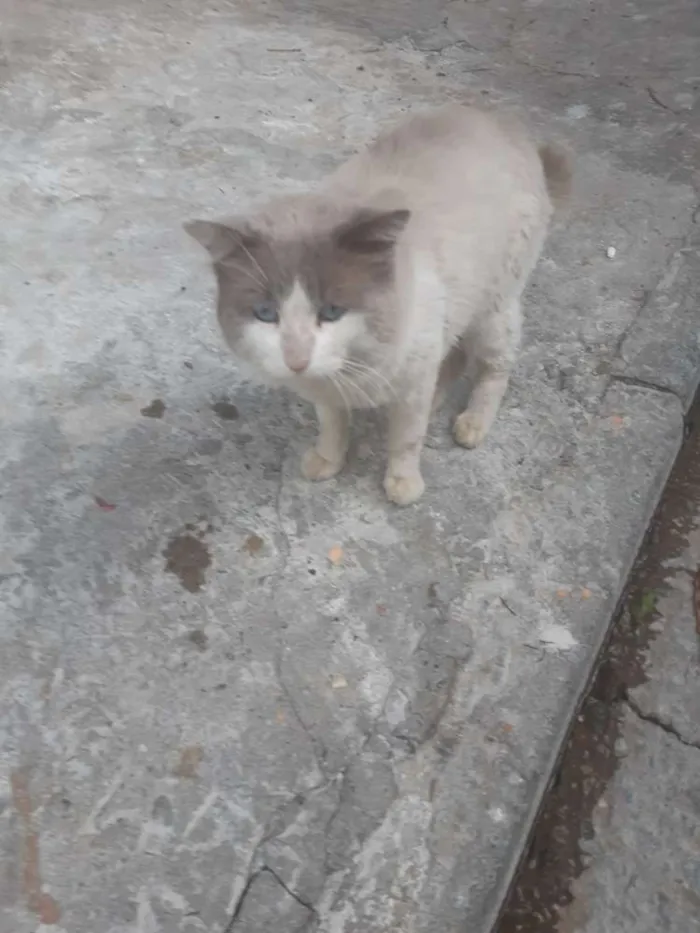 Gato ra a Sem raça definida idade 1 ano nome Sem nome