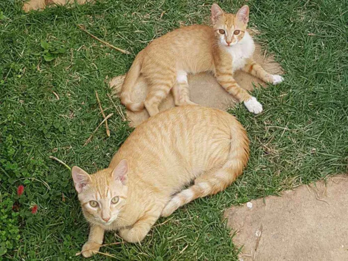 Gato raça Vira - lata idade 2 a 6 meses nome Sem nome