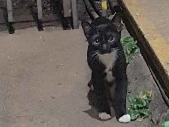 Gato raça Vira - lata idade 2 a 6 meses nome Sem nome