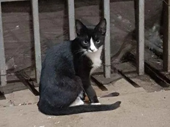 Gato raça Vira - lata idade 2 a 6 meses nome Sem nome