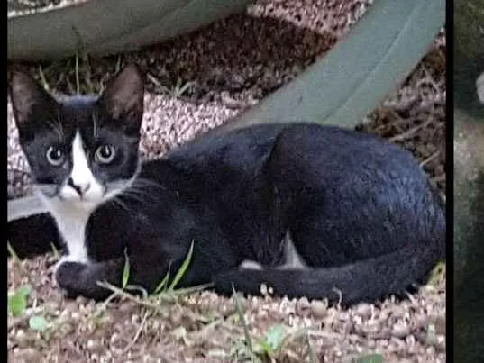 Gato raça Vira - lata idade 2 a 6 meses nome Sem nome